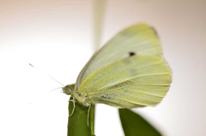 VIDEO: Pieris Project Studies Effects of Climate Change on Butterflies