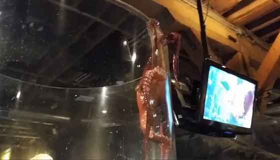 Octopus Attempts Escape at Seattle Aquarium