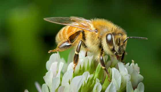 Bees Dying Off in Record Numbers Continue Dire Trend